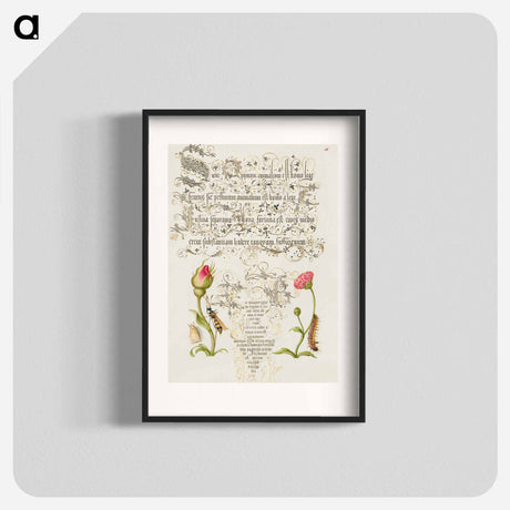 アートポスター-Wainscot, French Rose, Wasplike Insect, English Daisy, and Caterpillar
 - 書道のお手本 Poster.