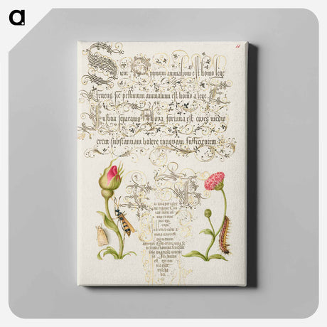 アートパネル-Wainscot, French Rose, Wasplike Insect, English Daisy, and Caterpillar
 - 書道のお手本 Canvas.