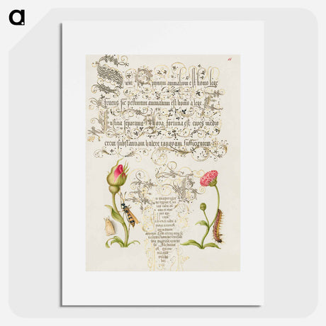 アートポスター-Wainscot, French Rose, Wasplike Insect, English Daisy, and Caterpillar
 - 書道のお手本 Poster.