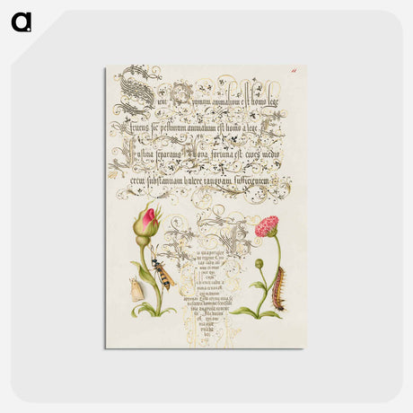 アートポストカード-Wainscot, French Rose, Wasplike Insect, English Daisy, and Caterpillar
 - 書道のお手本 Postcard.