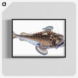 1-74_The-Natural-History-of-British-Fishes_blk-crop