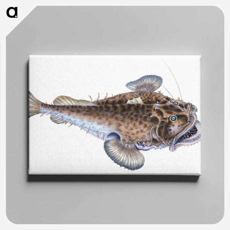 1-74_The-Natural-History-of-British-Fishes_canvas