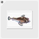 1-74_The-Natural-History-of-British-Fishes_hagaki
