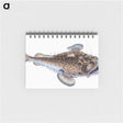 1-74_The-Natural-History-of-British-Fishes_memo