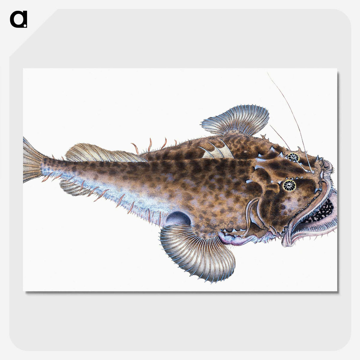 1-74_The-Natural-History-of-British-Fishes_picture-crop
