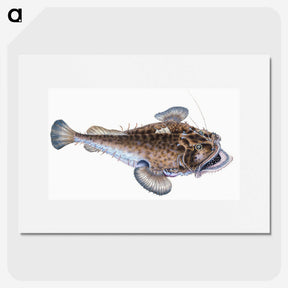 1-74_The-Natural-History-of-British-Fishes_picture