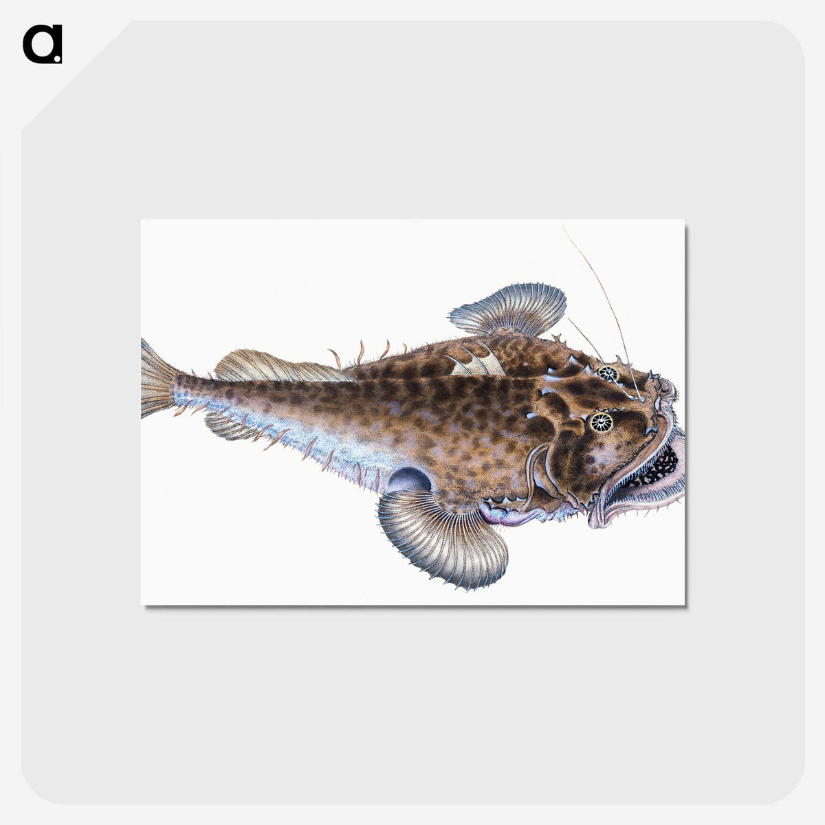 1-74_The-Natural-History-of-British-Fishes_postcard