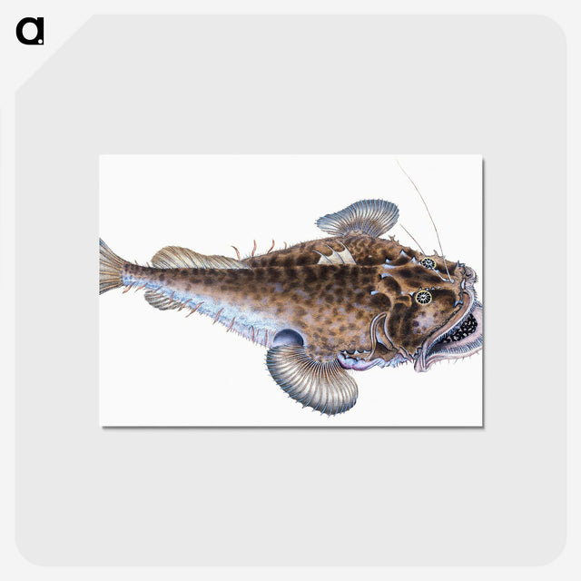 1-74_The-Natural-History-of-British-Fishes_postcard