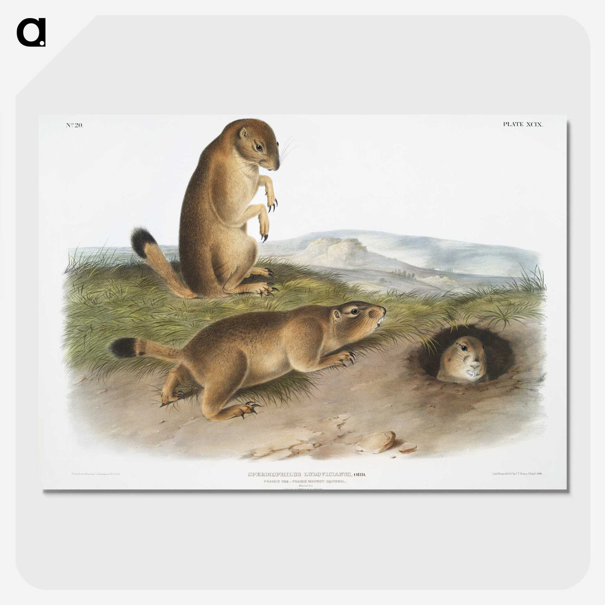 1-74_The-Viviparous-Quadrupeds_picture-crop