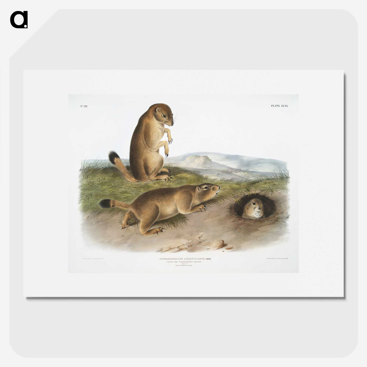 1-74_The-Viviparous-Quadrupeds_picture