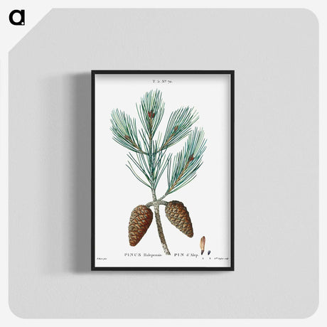 1-74_Treatise-on-Trees-and-Shrubs_blk-crop