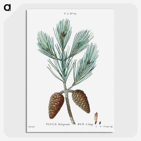 1-74_Treatise-on-Trees-and-Shrubs_picture-crop