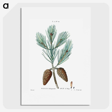 1-74_Treatise-on-Trees-and-Shrubs_picture