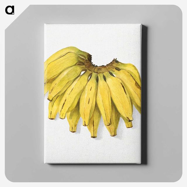 1-74_USDA-Watercolor-Fruit-Painting-Collection_canvas