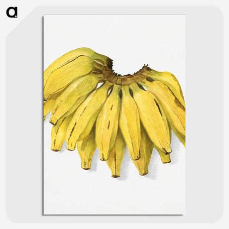 1-74_USDA-Watercolor-Fruit-Painting-Collection_picture-crop