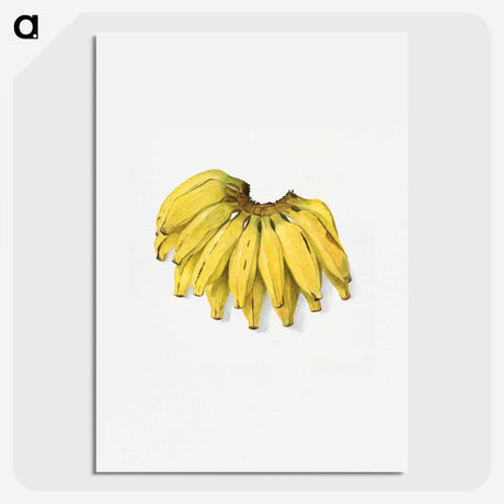 1-74_USDA-Watercolor-Fruit-Painting-Collection_picture