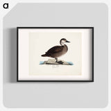 Black scoter, female, Wilhelm von Wright - Wilhelm von Wright Poster.