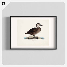 アートポスター-Black scoter, female, Wilhelm von Wright - ヴィルヘルム フォン ライト Poster.