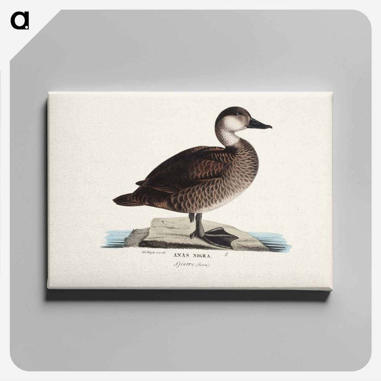 Black scoter, female, Wilhelm von Wright - ヴィルヘルム フォン ライト Canvas.