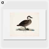 Black scoter, female, Wilhelm von Wright - Wilhelm von Wright Poster.