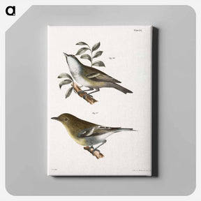 アートパネル-The Solitary Greenlet (Vireo solitarius)  The Yellow-throated Greenlet (Vireo flavifrons) - ニューヨークの動物学 Canvas.