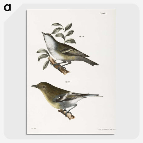 1-74_Zoology-of-New-York_picture-crop