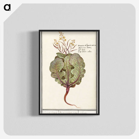 1-75_Anselmus-Boetius-de-Boodt_blk-crop