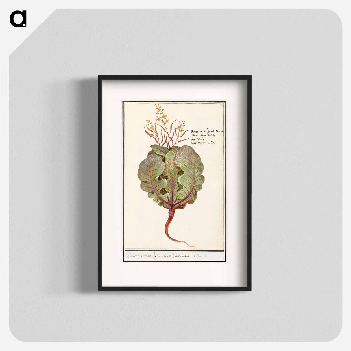 Cabbage - アンセルムス ボエティウス デ ブート Poster.