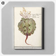 1-75_Anselmus-Boetius-de-Boodt_canvas