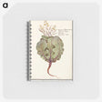1-75_Anselmus-Boetius-de-Boodt_memo