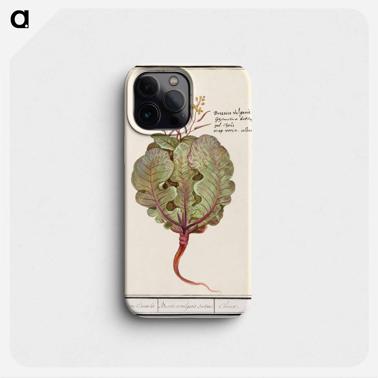 Cabbage - アンセルムス ボエティウス デ ブート Phone Case.
