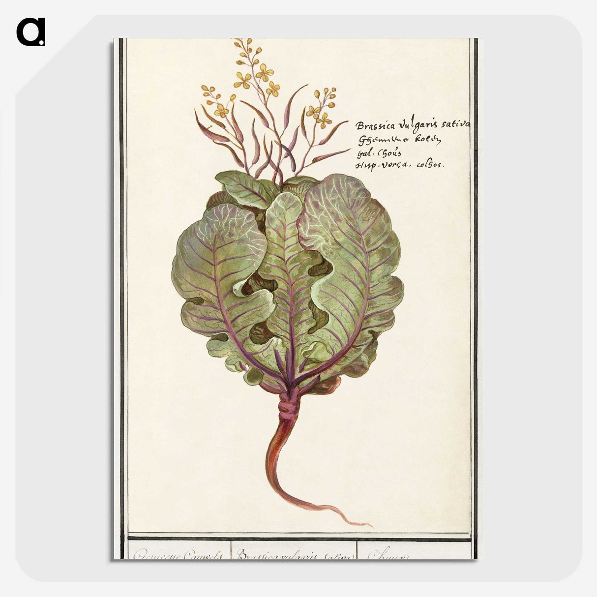 1-75_Anselmus-Boetius-de-Boodt_picture-crop