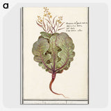1-75_Anselmus-Boetius-de-Boodt_picture-crop