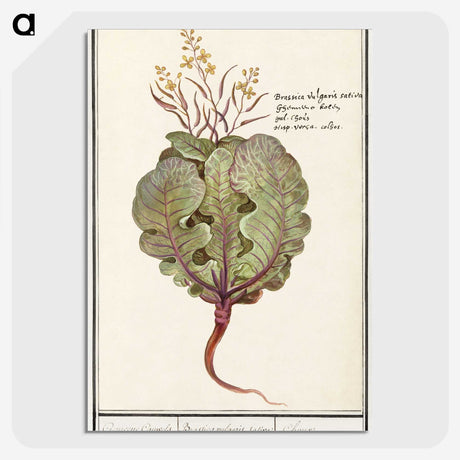 1-75_Anselmus-Boetius-de-Boodt_picture-crop