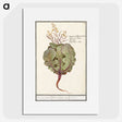 1-75_Anselmus-Boetius-de-Boodt_picture