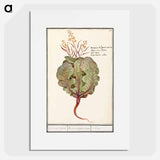 Cabbage - アンセルムス ボエティウス デ ブート Poster.