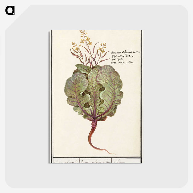 1-75_Anselmus-Boetius-de-Boodt_postcard