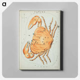 Sidney Hall’s astronomical chart illustration of the cancer zodiac - アンティーク地図 Canvas.