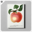 1-75_Botanical-Specimen-Plates_canvas