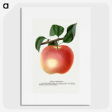 1-75_Botanical-Specimen-Plates_picture