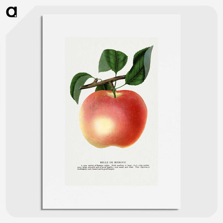 1-75_Botanical-Specimen-Plates_picture