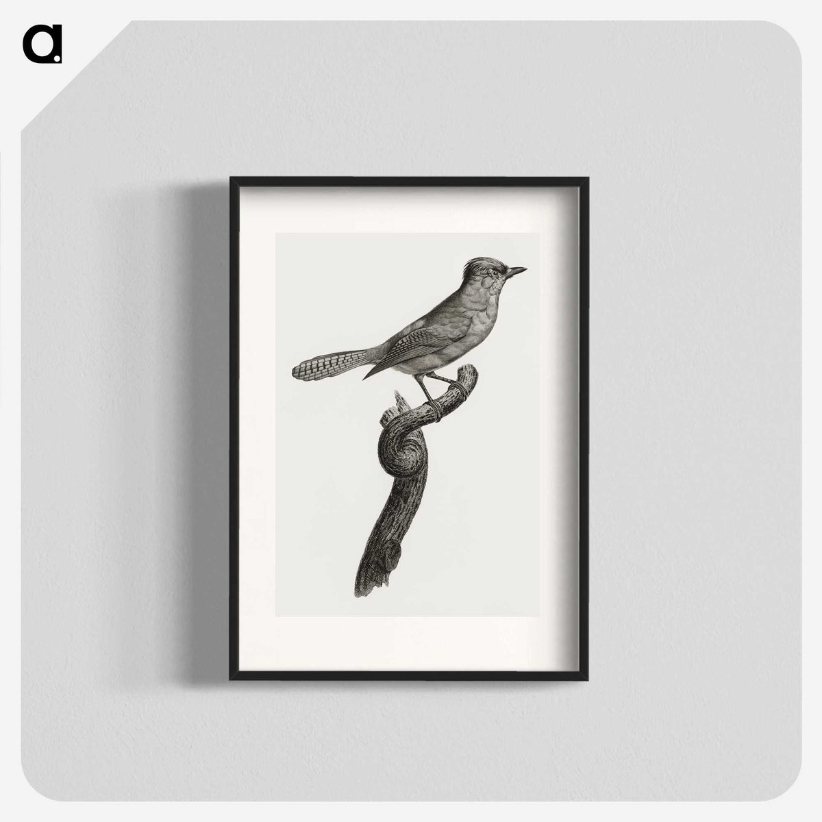 1-75_Des-Oiseaux-de-Paradis_blk