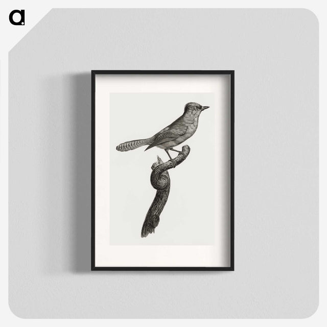 1-75_Des-Oiseaux-de-Paradis_blk