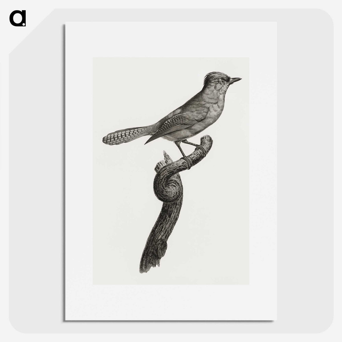 1-75_Des-Oiseaux-de-Paradis_picture