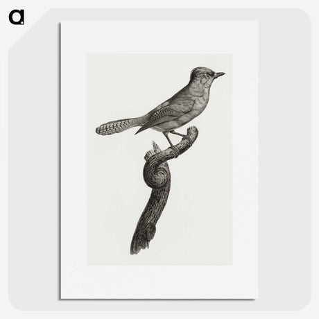 1-75_Des-Oiseaux-de-Paradis_picture