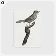 1-75_Des-Oiseaux-de-Paradis_postcard