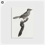 1-75_Des-Oiseaux-de-Paradis_postcard