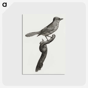 1-75_Des-Oiseaux-de-Paradis_postcard