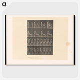 1-75_Eadweard-Muybridge_picture-crop