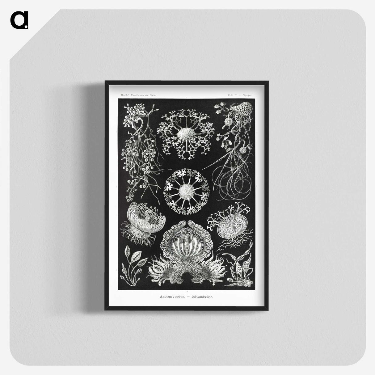 1-75_Ernst-Haeckel_blk-crop